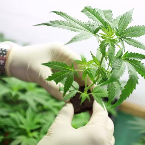 Atlas Access Control Panels for Pure Pharma